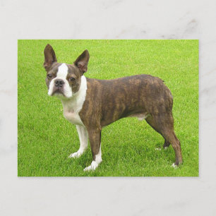 Carte Postale Brindle Boston Terrier Chien chiot Puppy Penser de