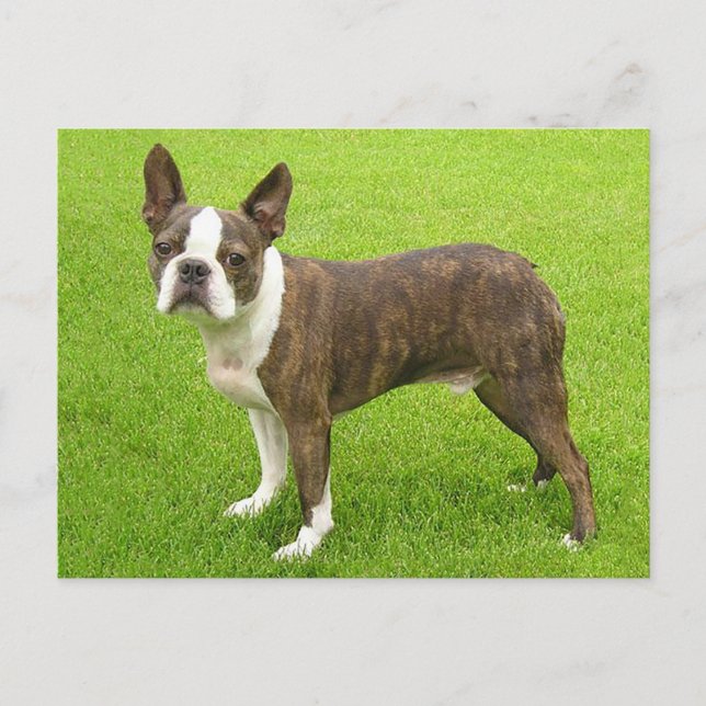 Carte Postale Brindle Boston Terrier Chien chiot Puppy Penser de (Devant)