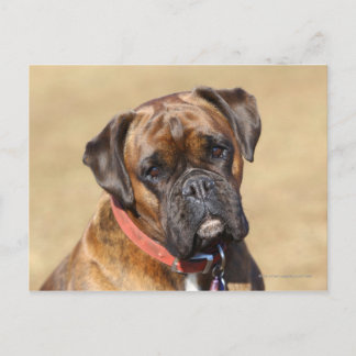 Carte Postale Brindle Boxer Chien