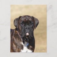 Brindle Boxer Chien debout