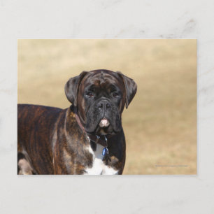 Carte Postale Brindle Boxer Chien debout