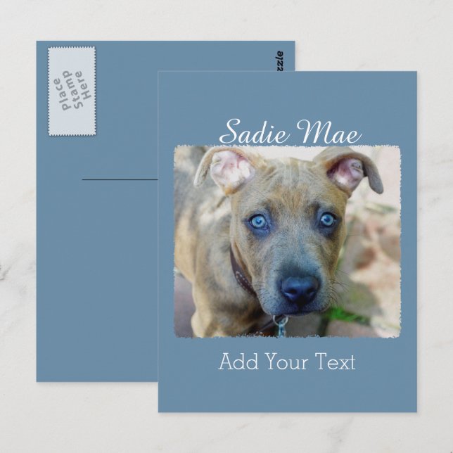 Carte Postale Brindle Pit Bull Puppy par Shirley Taylor (Devant / Derrière)