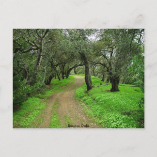 Carte Postale Briones Oaks