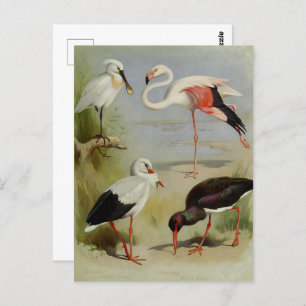 Carte Postale British Birds, Illustrations D'Art