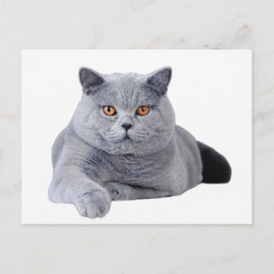 Carte Postale British shorthair