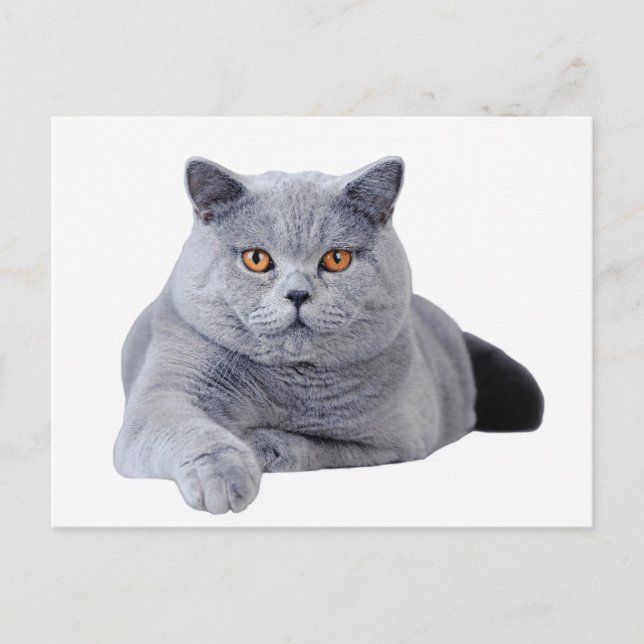 Carte Postale British shorthair (Devant)