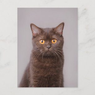 Carte Postale British shorthair