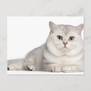 Carte Postale British Shorthair (2 ans) devant