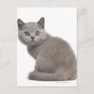 Carte Postale British Shorthair Kitten   10 Semaines