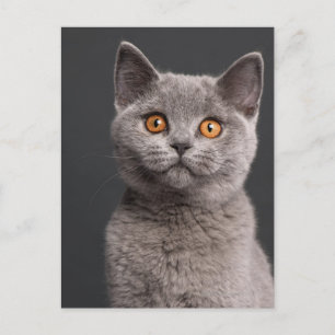 Carte Postale British Shorthair kitten (3 months old)
