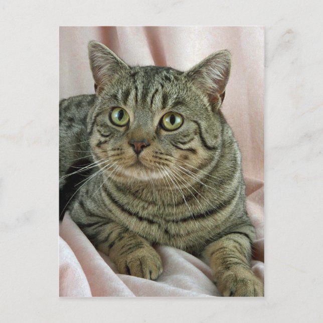 Carte Postale British Shorthair, tacheté brun (Devant)