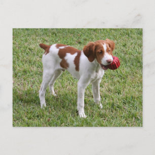 Carte Postale Brittany Pup "Rusty" Postcard