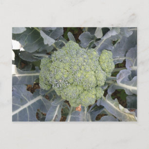 Carte postale Broccoli