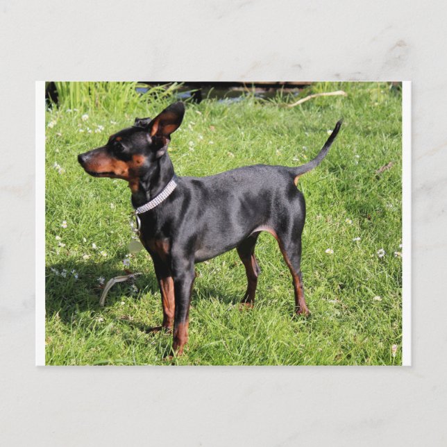 Carte Postale broche principale noire et rouille pleine (Devant)