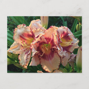 Carte Postale Brocher Fleurs Lys Orientales