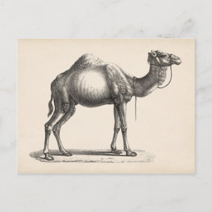 Carte Postale Brodtmann Dromedary Camel croquis