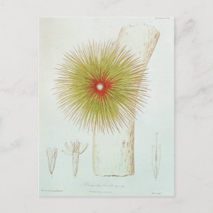 Carte Postale Bromelia dans les Andes