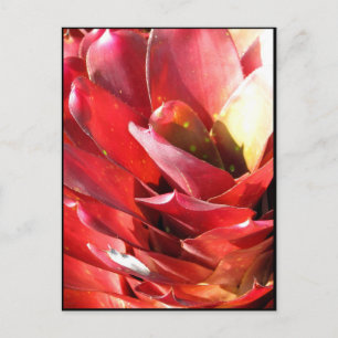 Carte Postale Bromeliad