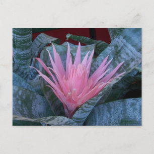 Carte postale Bromeliad