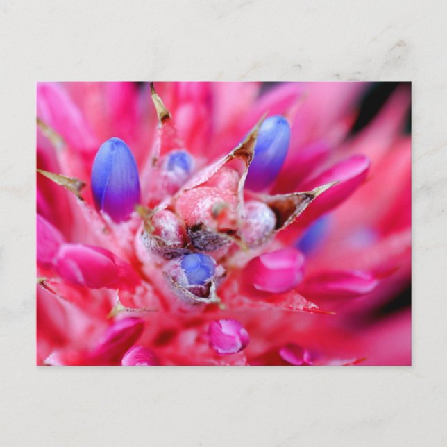 Carte Postale Bromeliad (Devant)
