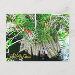 Carte Postale Bromeliad sur Mangrove, Floride Everglades