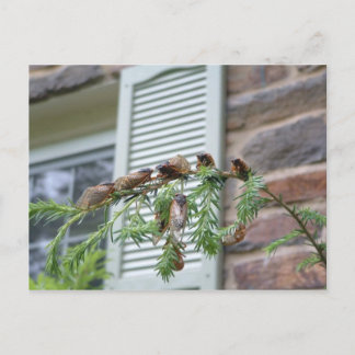 Carte Postale Brood X