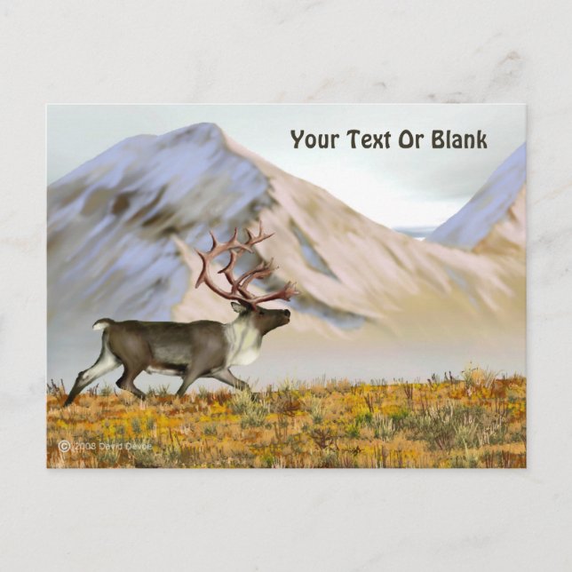 Carte Postale Brooks Range Caribou (Devant)
