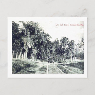 Carte Postale Brooksville Floride, Live Oak Drive, Vintage Postc