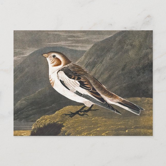Carte Postale Brouillard de neige par John James Audubon, Oiseau (Devant)