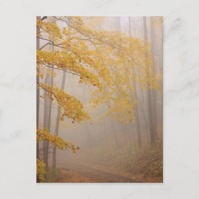 Carte Postale Brouillard et feuillage d'automne, Great Smoky Mou (Devant)