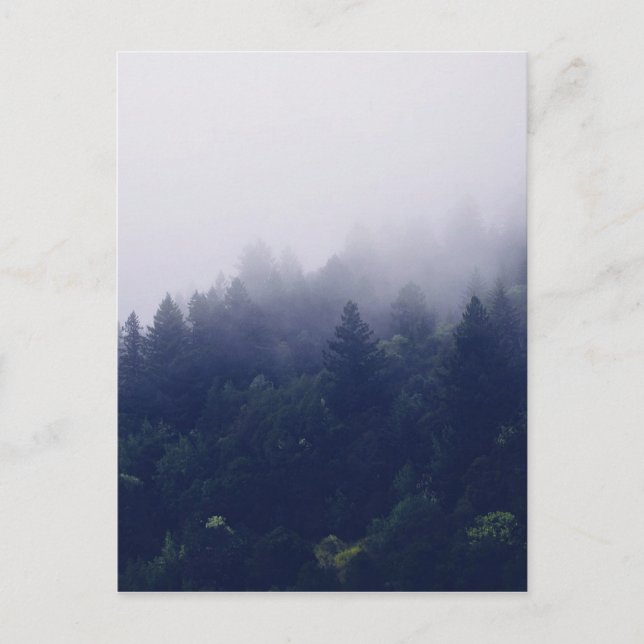 Carte Postale Brouillard forestier (Devant)