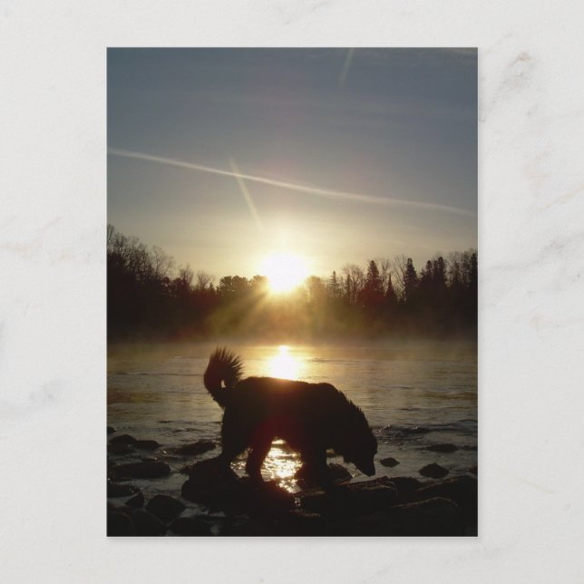 Carte Postale Brouillard sur le fleuve Mississippi (Devant)