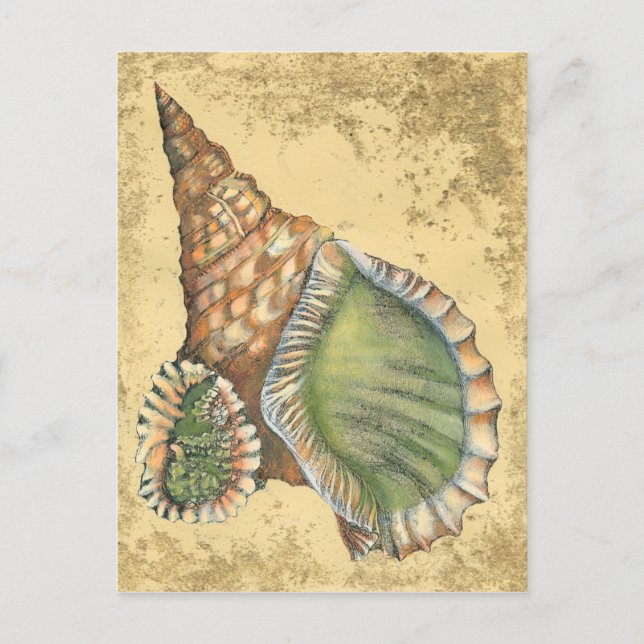 Carte Postale Brown and Green Seashell (Devant)