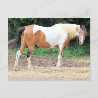 Carte Postale Brown And White Horse With A Light Blue Bridle