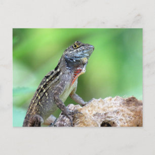 Carte postale Brown Anole Lizard