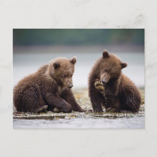 Carte Postale Brown Bear Cubs by the Stream (Devant)