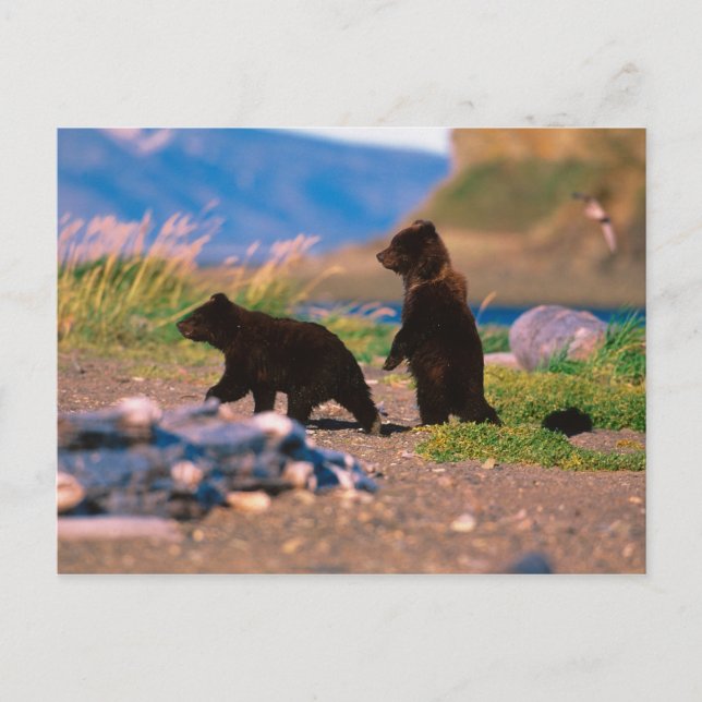 Carte Postale Brown Bear, Ursus arctos, Alaska Peninsula, (Devant)
