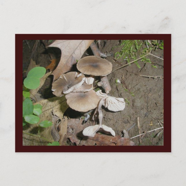 Carte postale Brown Bunch Champignons (Devant)