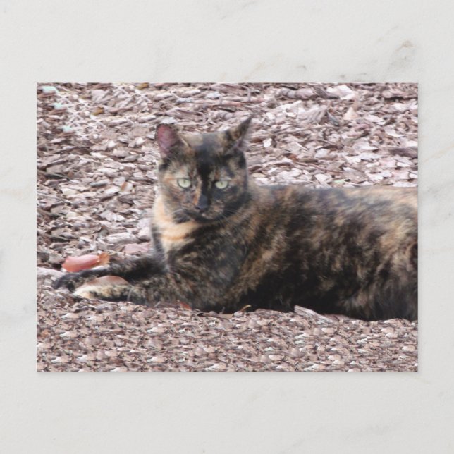 Carte postale Brown Cat Photo (Devant)
