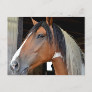 Carte Postale Brown Cheval Blanc Noir Blanc Mane