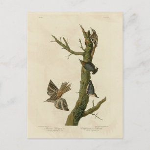 Carte Postale Brown Creeper, Pygmy Nuthatch des oiseaux d'Audubo