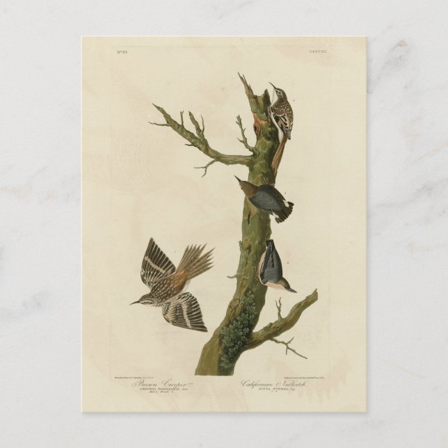 Carte Postale Brown Creeper, Pygmy Nuthatch des oiseaux d'Audubo (Devant)
