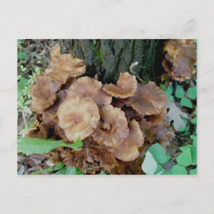 Carte postale Brown de la colonie de champignons