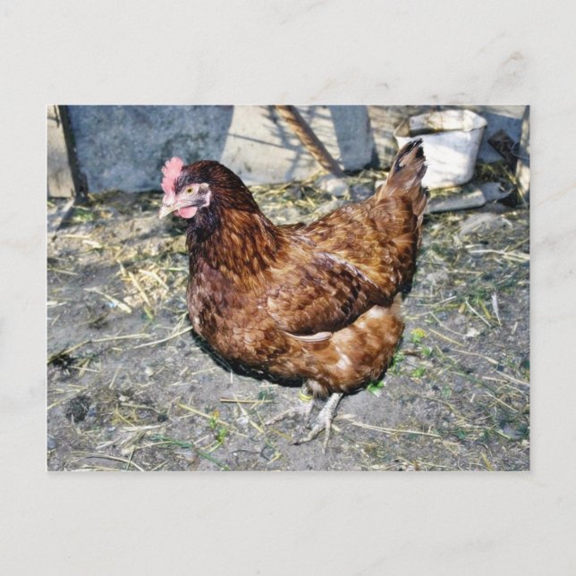 Carte Postale Brown Hen Sur Le Jardin De L'Arrière (Devant)