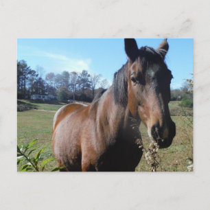 Carte Postale Brown Horse against blue sky