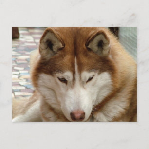 Carte postale Brown Husky