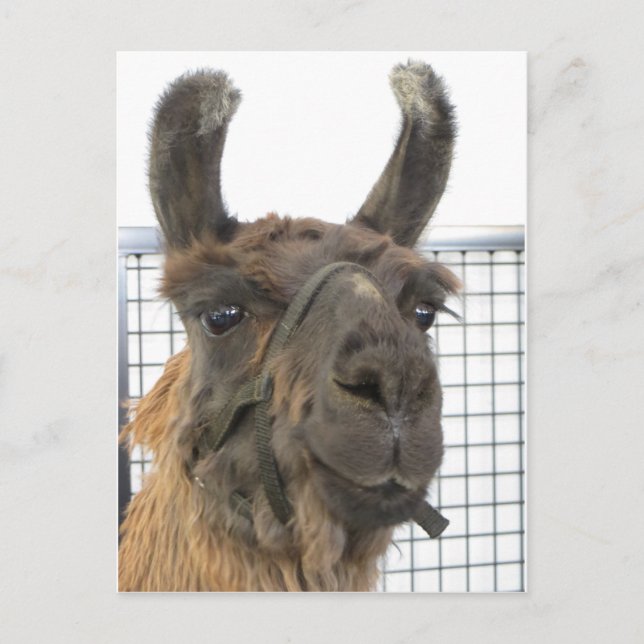 Carte Postale Brown Lama 1 (Devant)