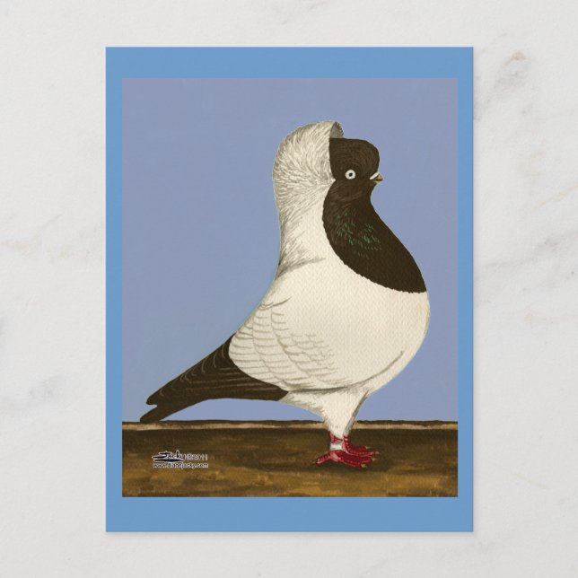 Carte Postale Brown Nun Pigeon (Devant)