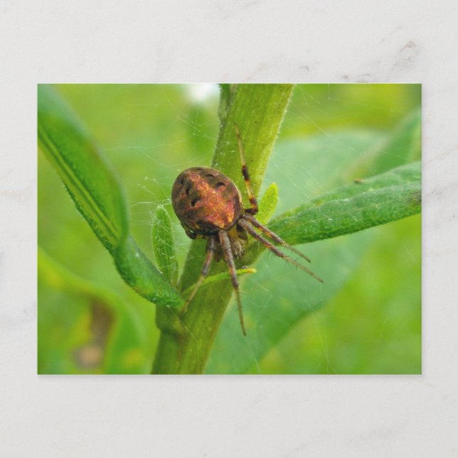 Carte postale Brown Orange Araneus (?) Spider (Devant)