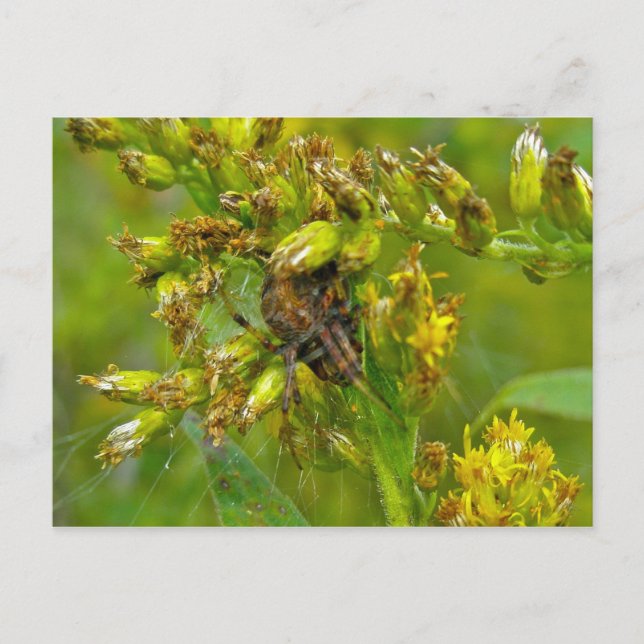 Carte postale Brown Orange Araneus (?) Spider (Devant)